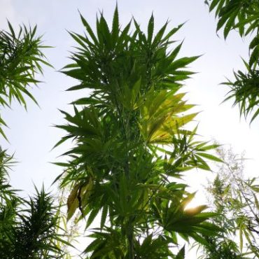 Cannabis sativa, navadna ali industrijska konoplja