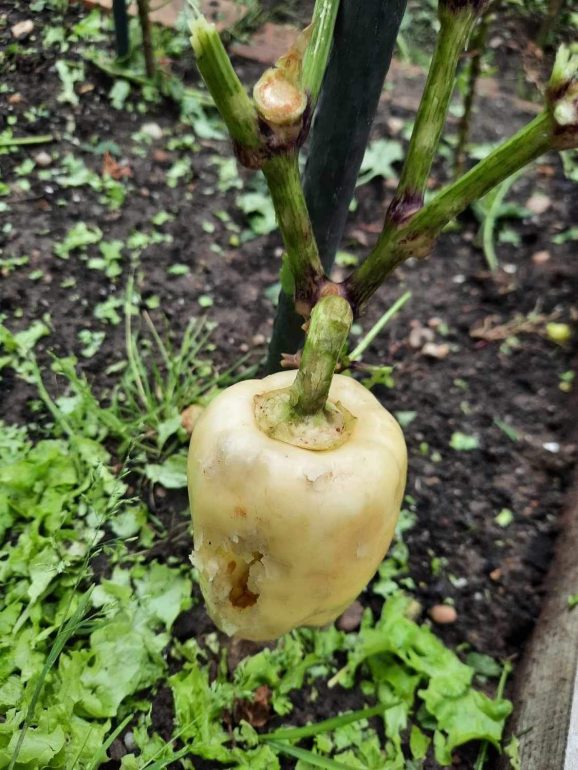 Turnišče