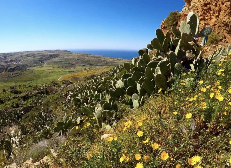 Gozo v marcu - Malta